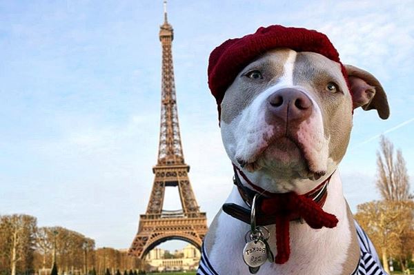 <br />
Несколько поучительных фактов о путешествии с собакой по Европе<br />
