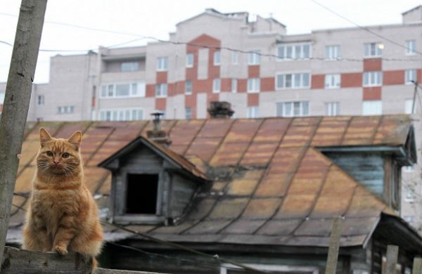 <br />
Маленькая девочка сбежала из дома с котом в Свердловской области<br />
